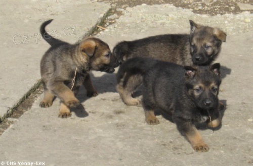 N�MECK� OV��K - �T��ATA PRACOVN� KRVE