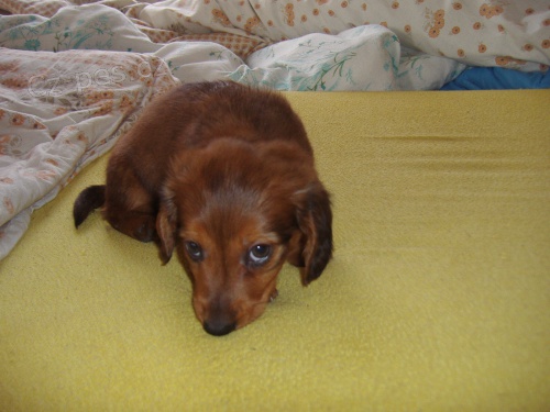 �t���tko jezev��ka dlouhosrst�ho