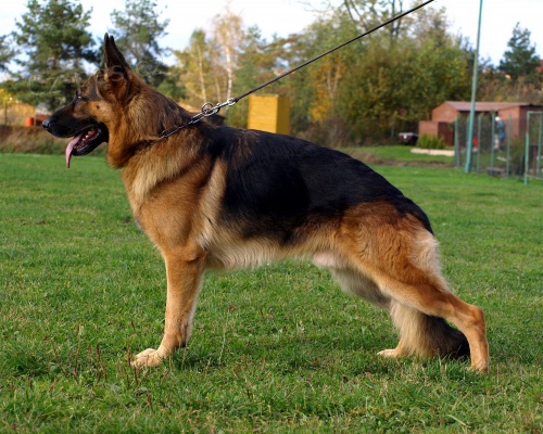 N�meck� Ov��k