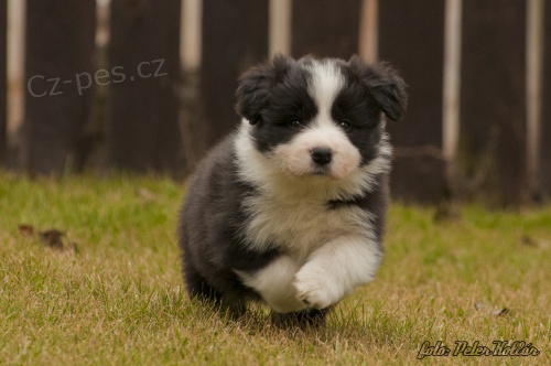 �t��ata border kolie