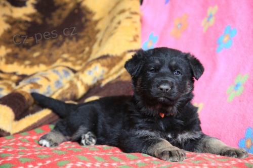 �pi�kov� spojenie