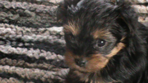 �t���tka Jork�ir��ku ODB�R IHNED !!!