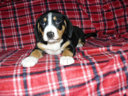 Atraktivn� m�lopo�etn� plemeno