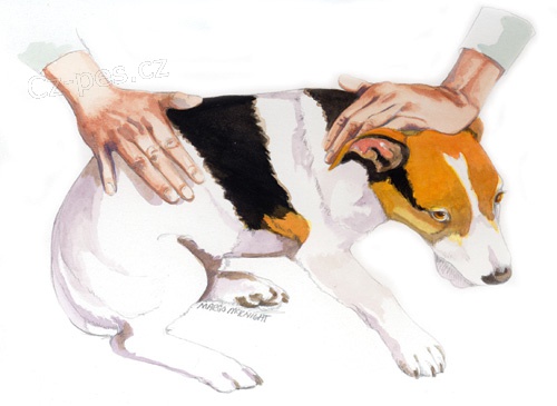 Smyslov� terapie - p�ijedu i za va��m pejskem!