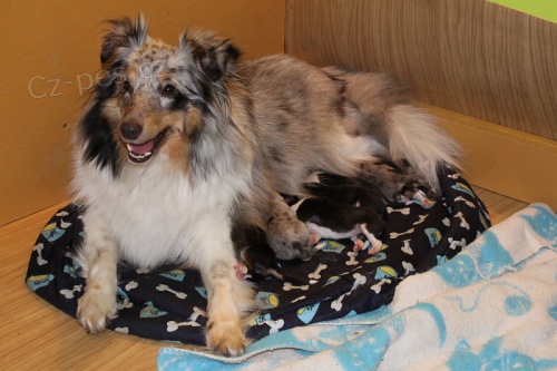 prod�m �t�natka sheltie