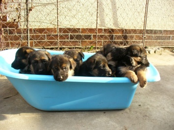 �t���tka NO s PP