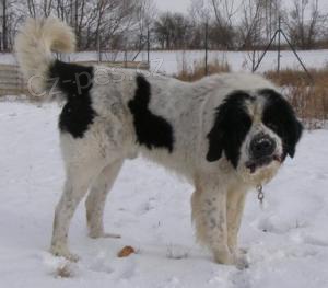 Landseer-k��enec Bohou�ek �ek� na nov�ho p�ne�ka