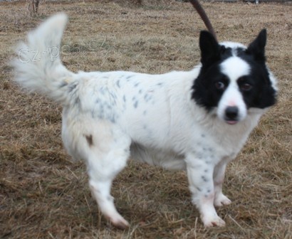 Pejsek Pluto �ek� na nov�ho p�ne�ka