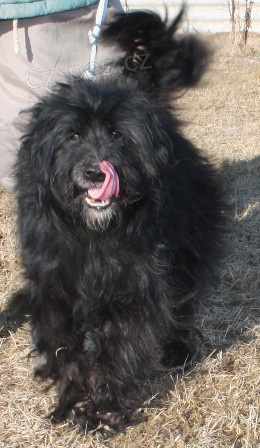 Pejsek Max �ek� na nov�ho p�ne�ka