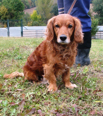 Jezev��k-k��enec Dan �ek� na nov�ho p�ne�ka