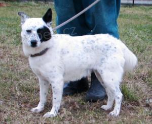 Pejsek Kasper �ek� na nov�ho p�ne�ka