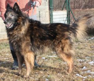 Pejsek Henry �ek� na nov�ho p�ne�ka