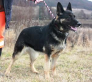 N�meck� ov��k Savana �ek� na nov�ho p�ne�ka