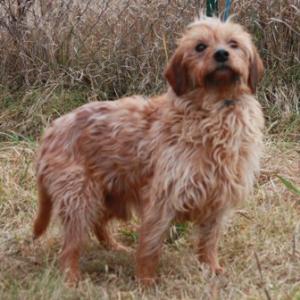  Pejsek Hary �ek� na nov�ho p�ne�ka