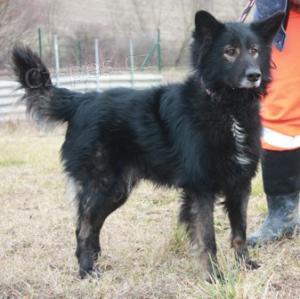  N�meck� ov��k-k��enec Falco �ek� na nov�ho p�ne�ka