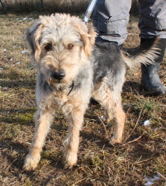 Pejsek M�a �ek� na nov�ho p�ne�ka