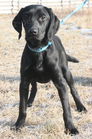 Labrador-k��enec Filip �ek� na nov�ho p�ne�ka