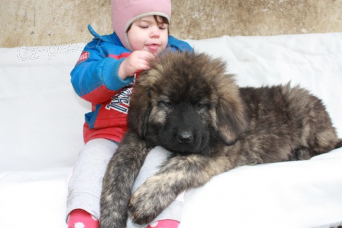 Kavkazsk� pasteveck� pes s PP 