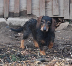 Dosp�l� fenka jezev��ka