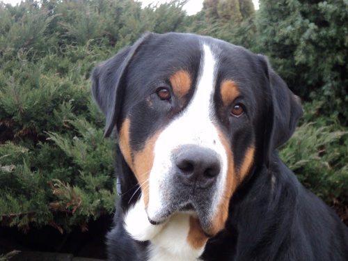 VELK� �V�CARSK� SALA�NICK�PES