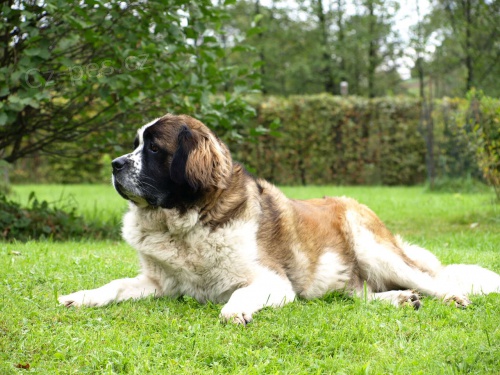 Moskevsk� str�n� pes-siln�,neboj�cn� �t��ata