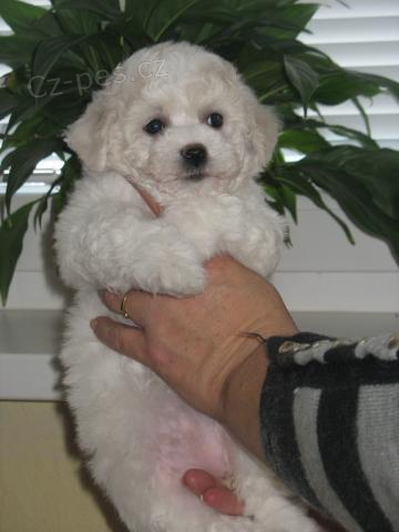 BI�ONEK - �T���TKA S PP