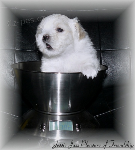 MALT�Z��EK S PP