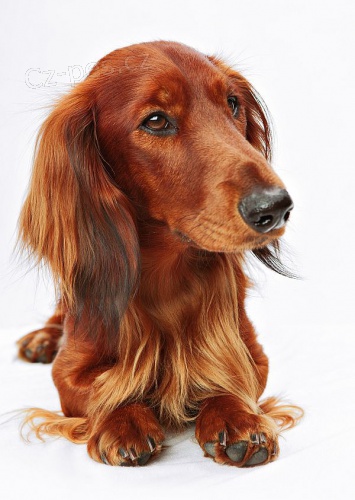 Jezev��k DLS - nab�dka kryt�