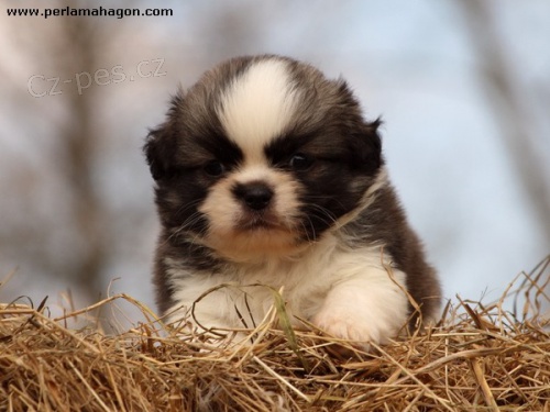 �t���tka tibe���k�