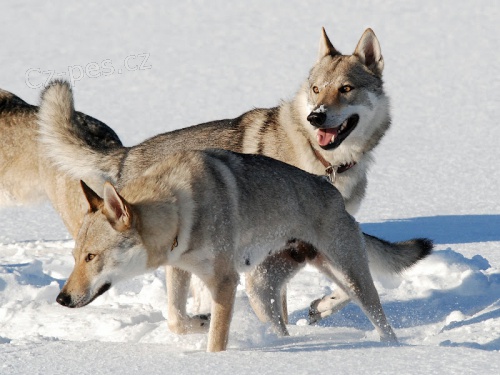 Prod�m �t��ata s PP