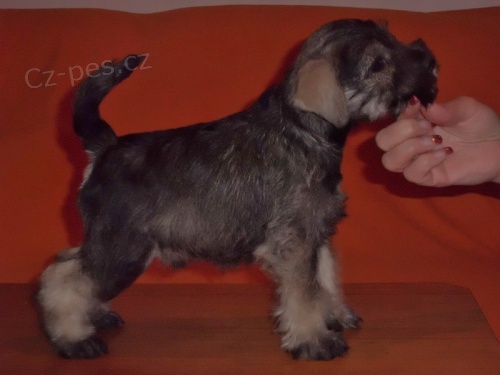 Kn�ra� mal� P+S s PP