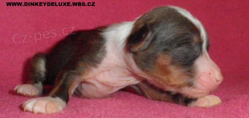 nah��ci - ��nsk� chocholat� pes - �t���tka