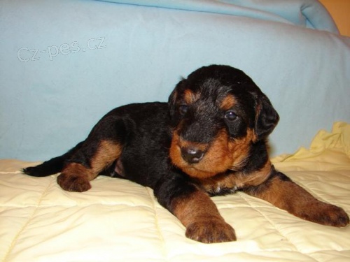 Erdelteri�r �teniatka s PP - Airedale terrier