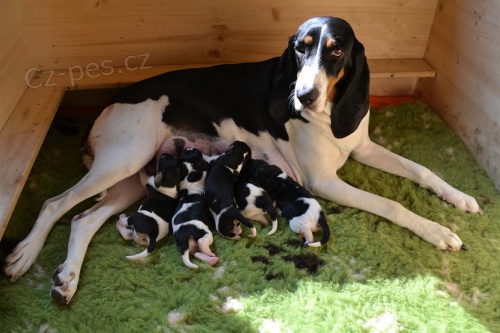 Bernsk� honi� - �t��ata s PP