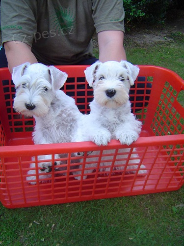 Kn�ra� mal� b�l� - �t��ata po v�b. rodi��ch TOP