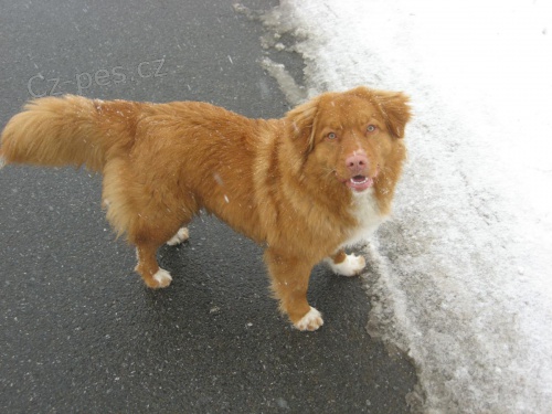 nova scotia duck tolling retr�vr