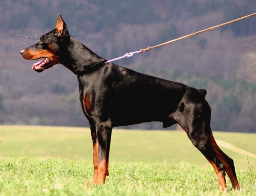 Dobrman - �t��ata s PP