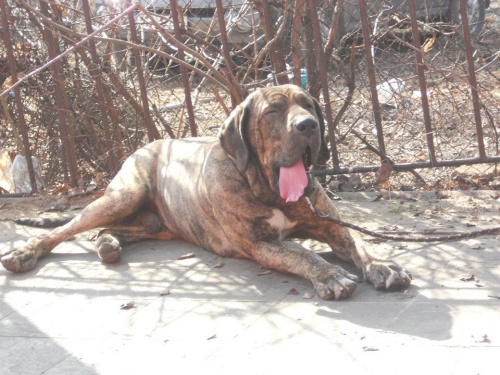 Nab�z�m ke kryt� psa brazilsk� fily s PP