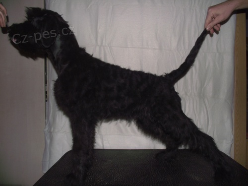 Kn�ra� velk� �ern�