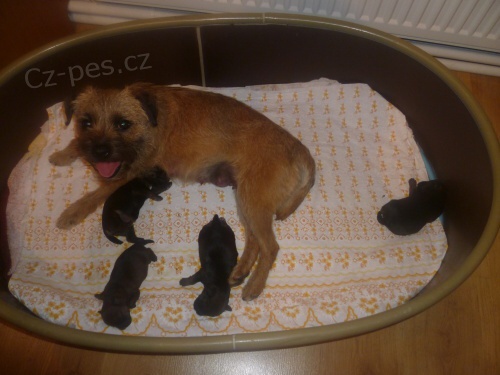 �t��ata Border teriera