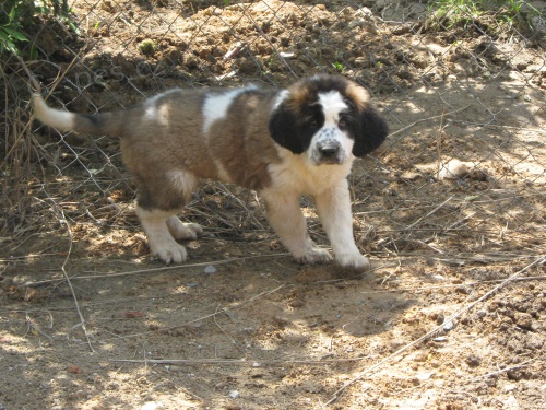 Moskevsk� str�n� pes