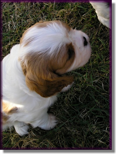 Kr�sn� �t���tka BH s PP