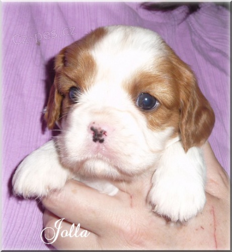 Kaval�r King Charles Spaniel s PP