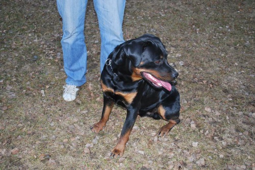 Rotvajler ke kryt�