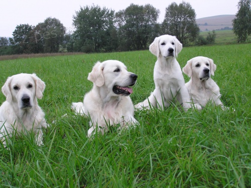 Zlat� retr�vr - �t���tka k odb�ru o pr�zdnin�ch