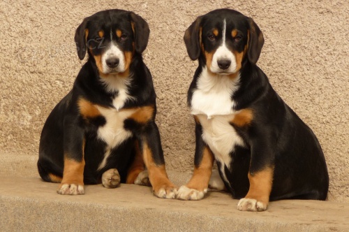 Entlebu�sk� sala�nick� pes