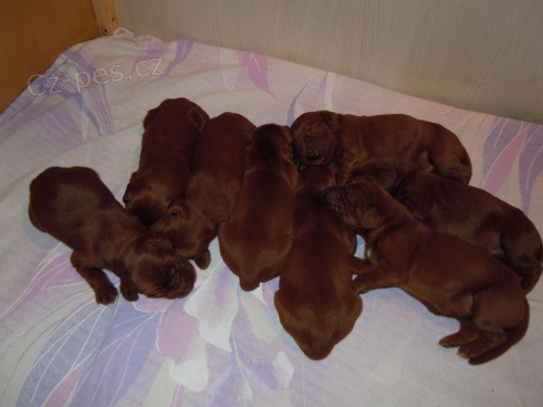 �t��ata irsk�ho setra / �t�n� irsk� setr