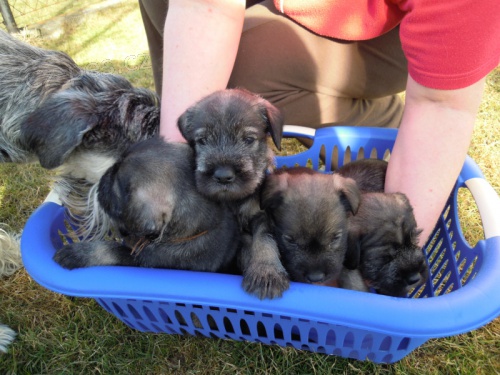   Prod�m �t��ata kn�ra� st�edn� p+s s PP    