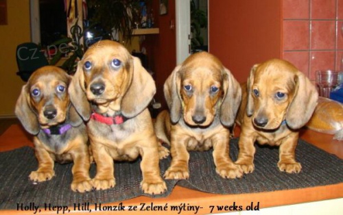 Jezev��k standard hladkosrst� s PP - jen pejsci