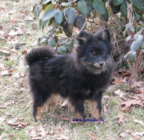 n�meck� �pic mal� black and tan